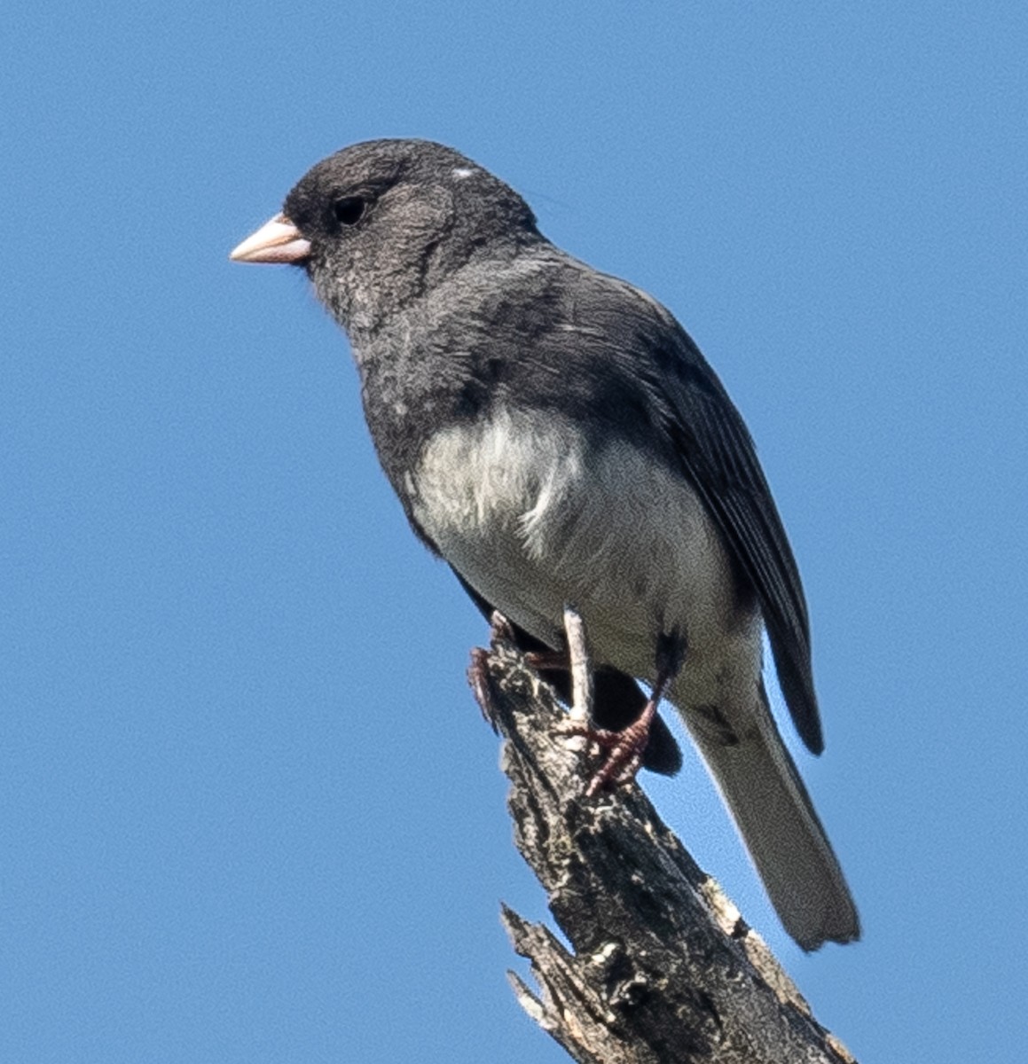 Dark-eyed Junco - Lynn Chapman