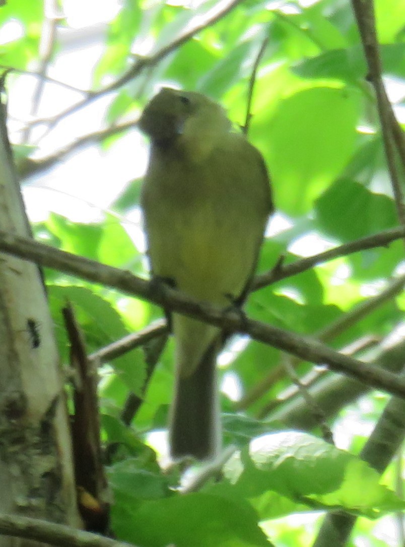 Yellow-bellied Flycatcher - David Peterson