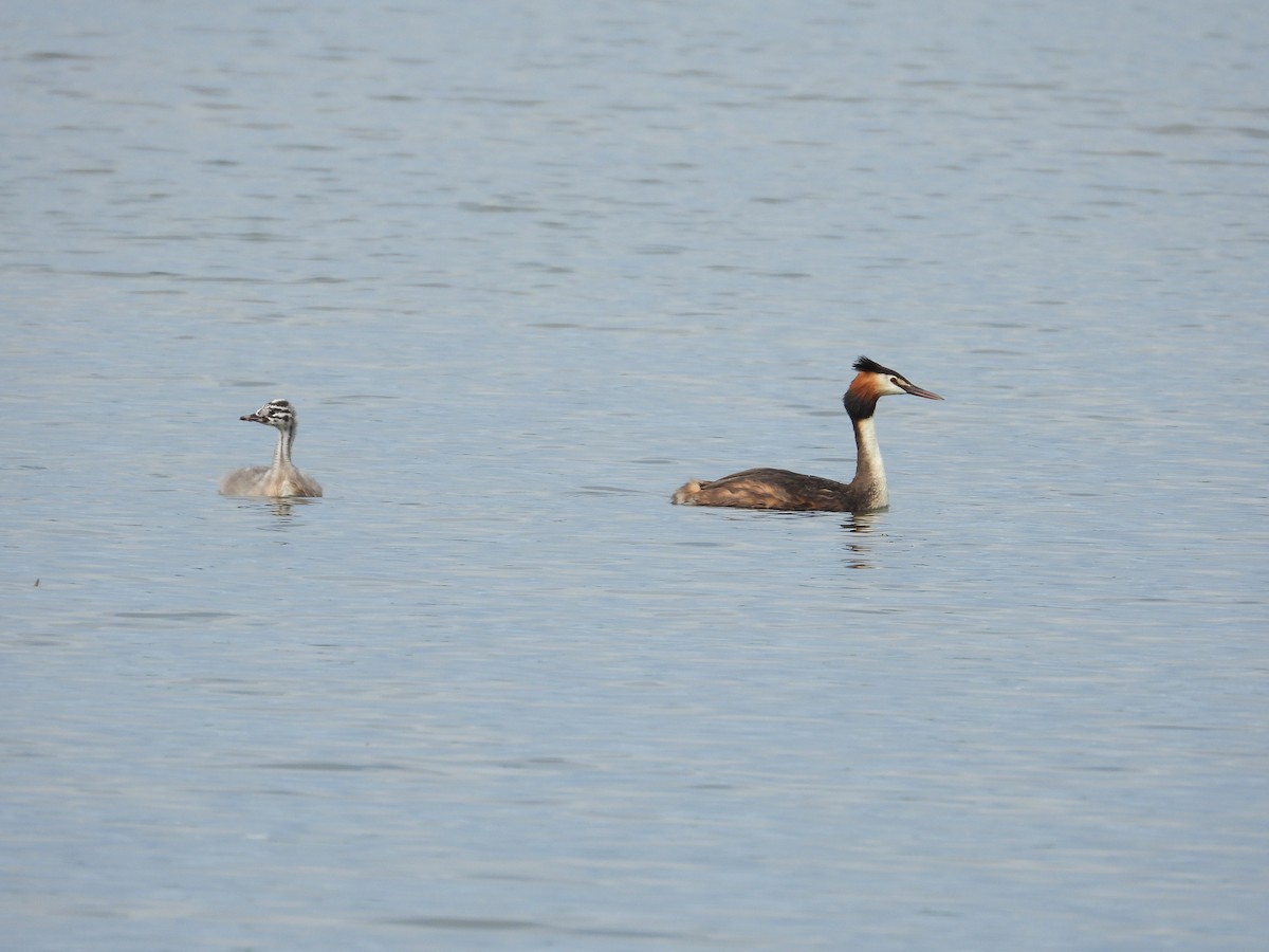 Great Crested Grebe - Jiří Bukvaj