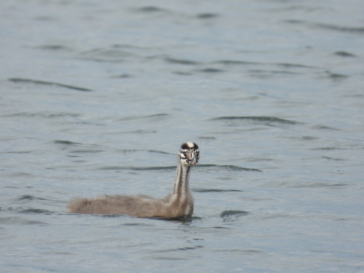 Great Crested Grebe - Jiří Bukvaj