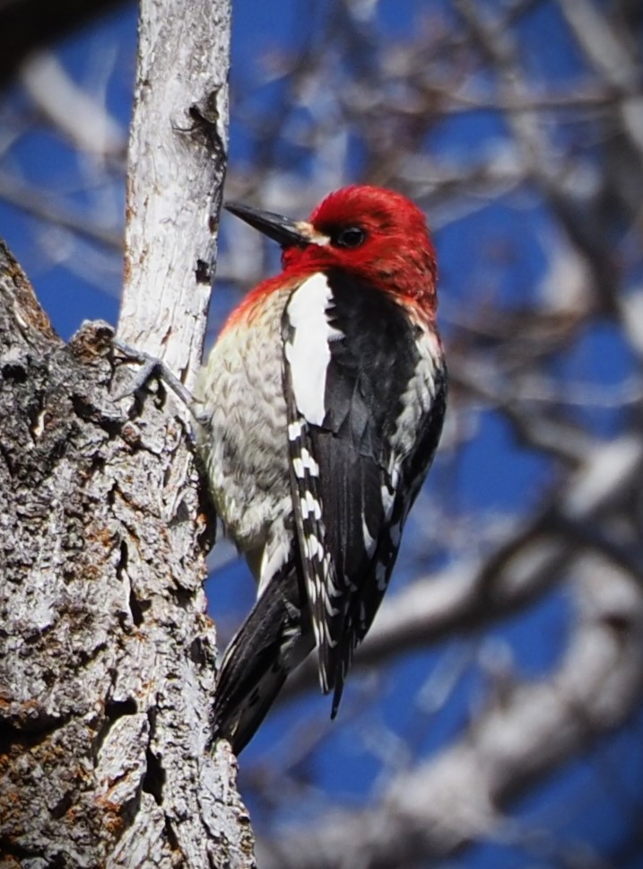 Red-breasted Sapsucker - Dick Cartwright