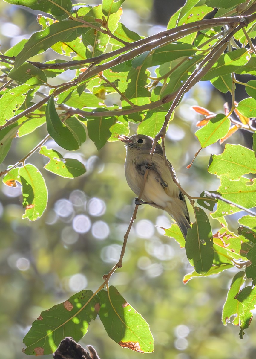 Hutton's Vireo - Joe Ventimiglia