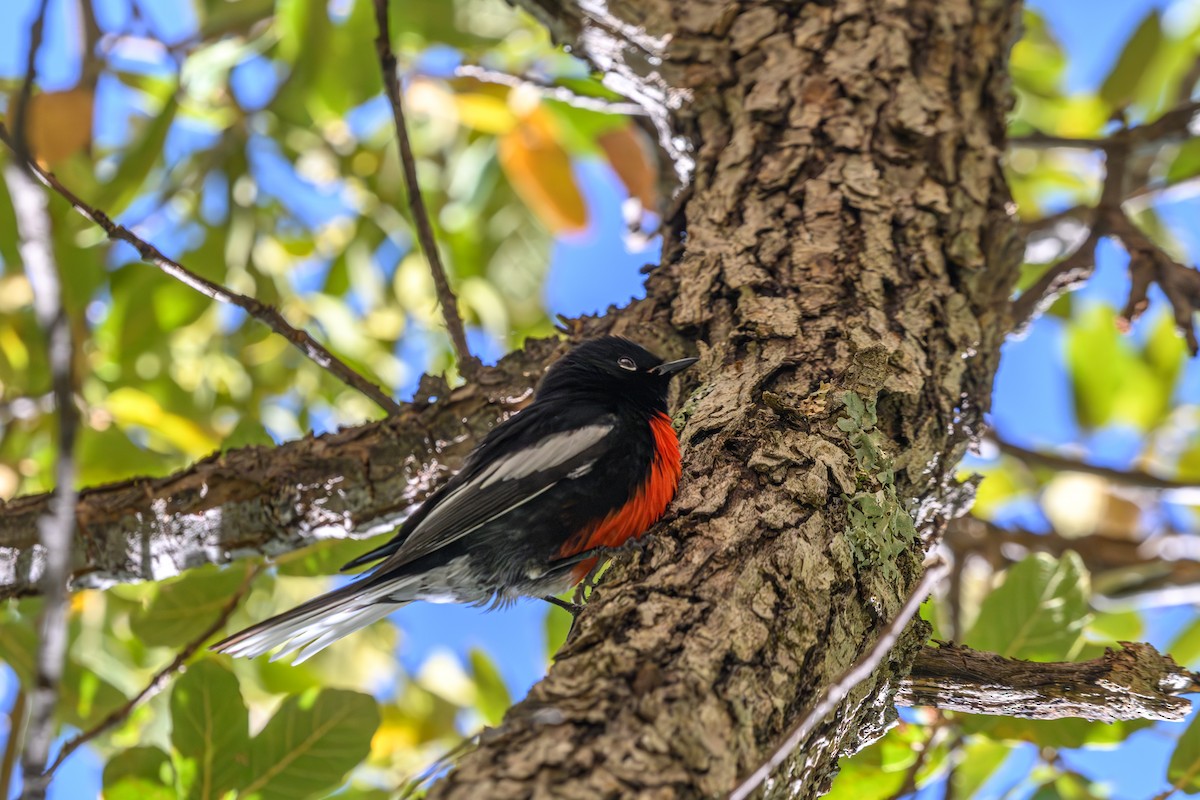 Painted Redstart - Joe Ventimiglia