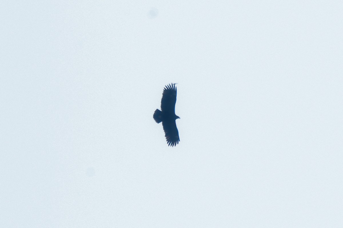 Greater Spotted Eagle - Sathish Ramamoorthy