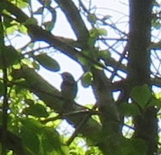 Blackpoll Warbler - ML619538470