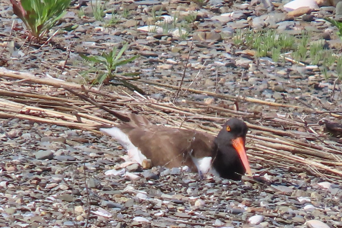 American Oystercatcher - Kathleen Rawdon