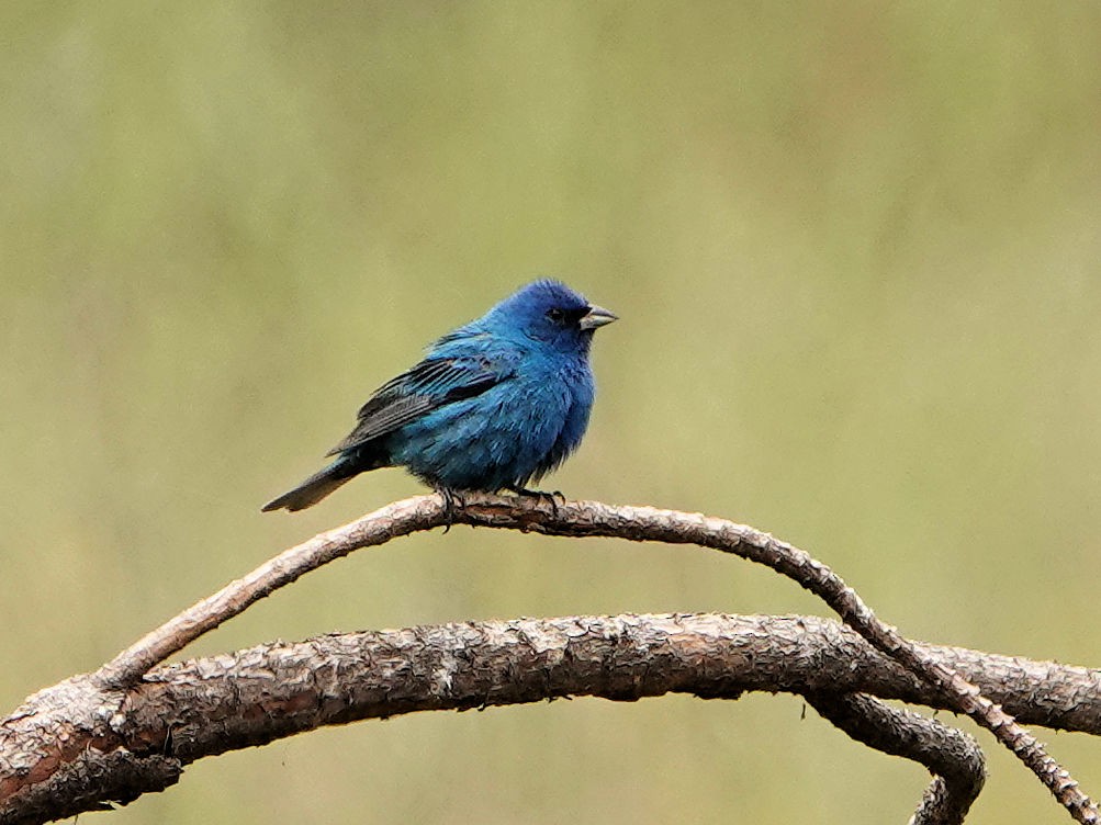 Indigo Bunting - Sue Foster