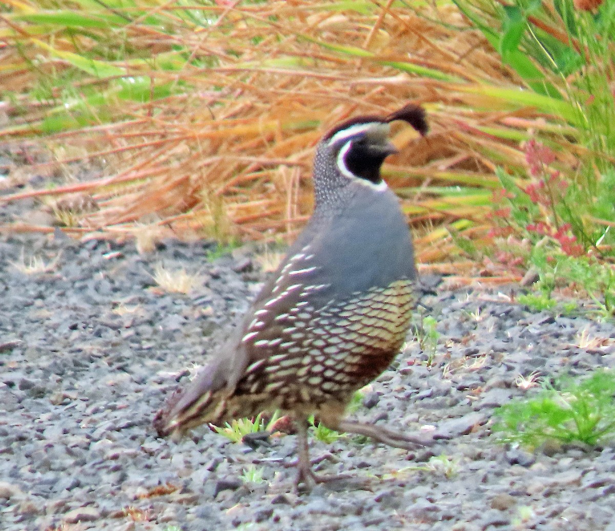 California Quail - Jim Scott