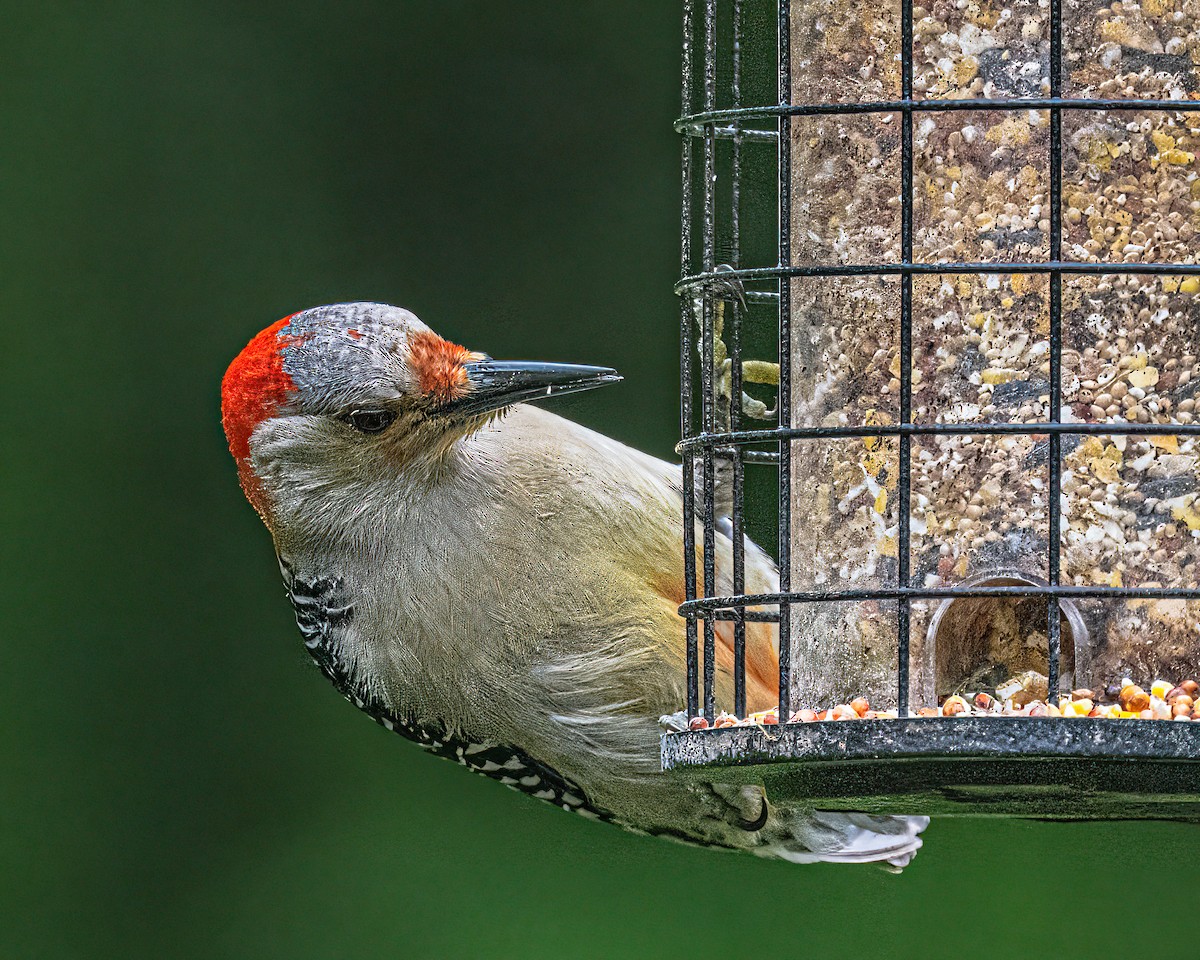 Red-bellied Woodpecker - Mark Singer