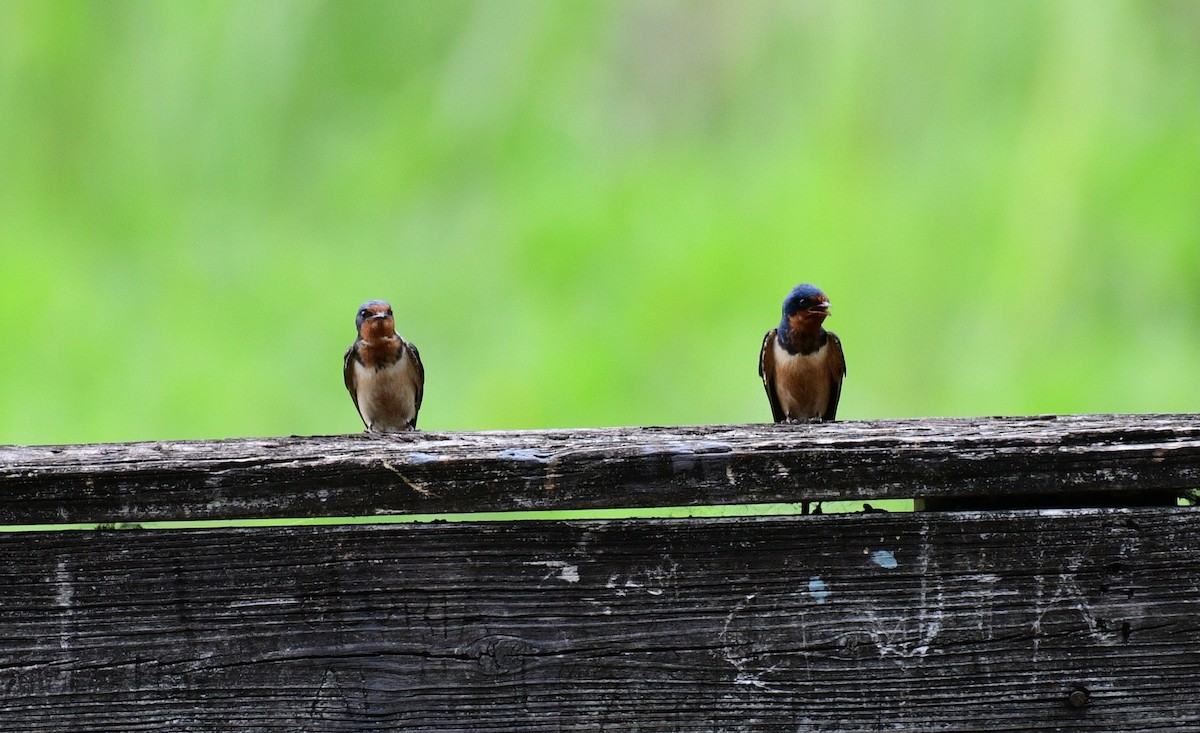 Barn Swallow - ML619538482