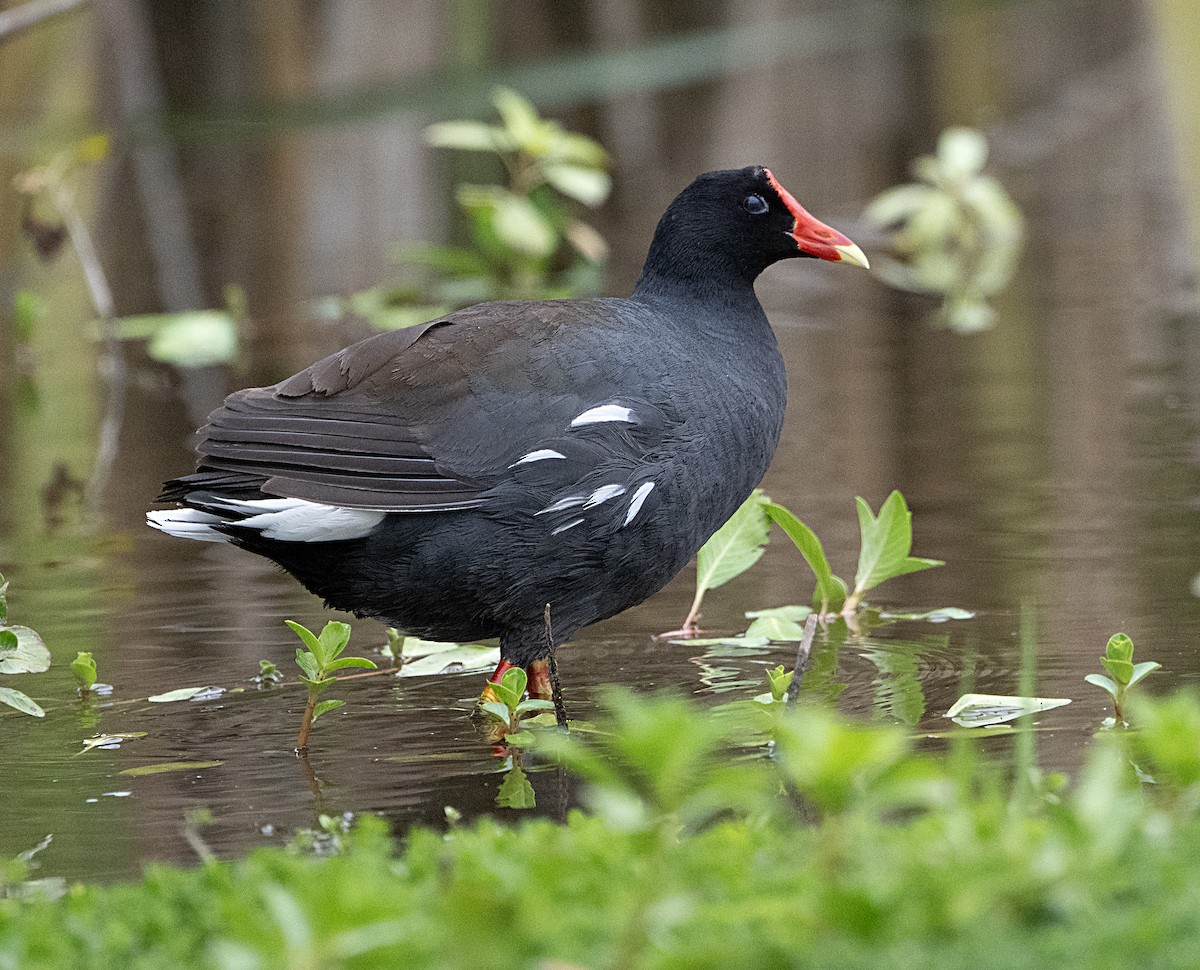 Common Gallinule - Terry  Hurst