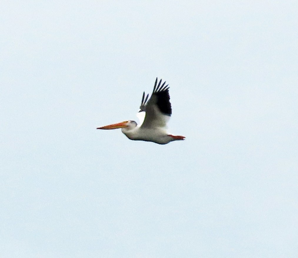 American White Pelican - Jim Scott