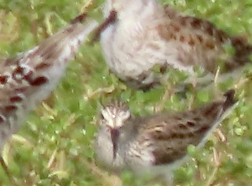 White-rumped Sandpiper - Vicki Nebes