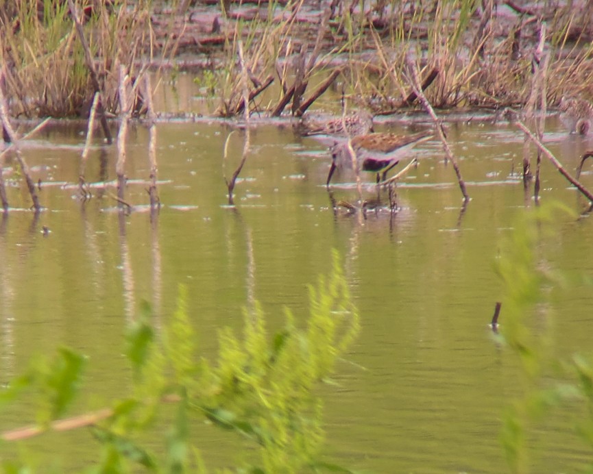 Dunlin - ML619538495