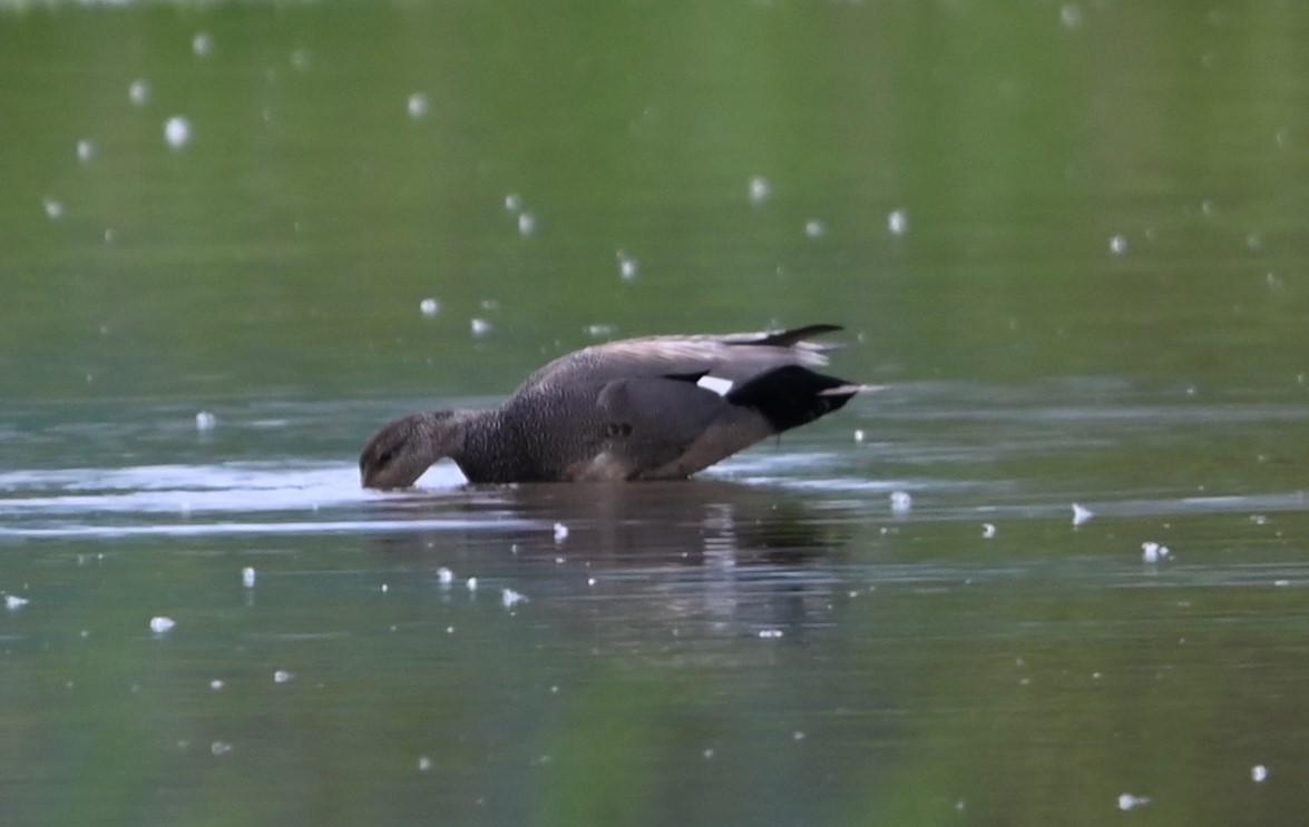 Gadwall - Ralph Erickson