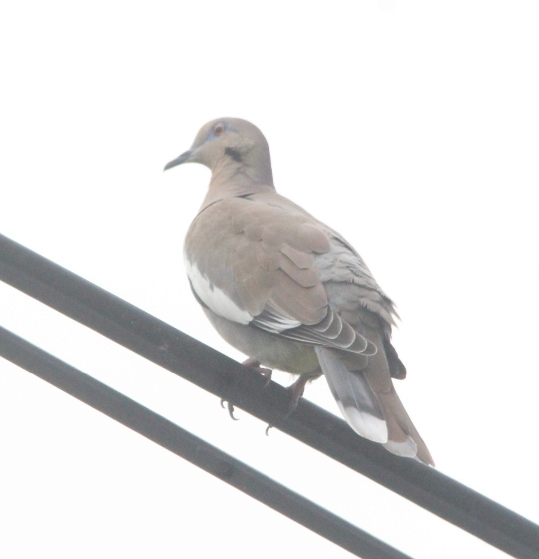 White-winged Dove - ML619538501