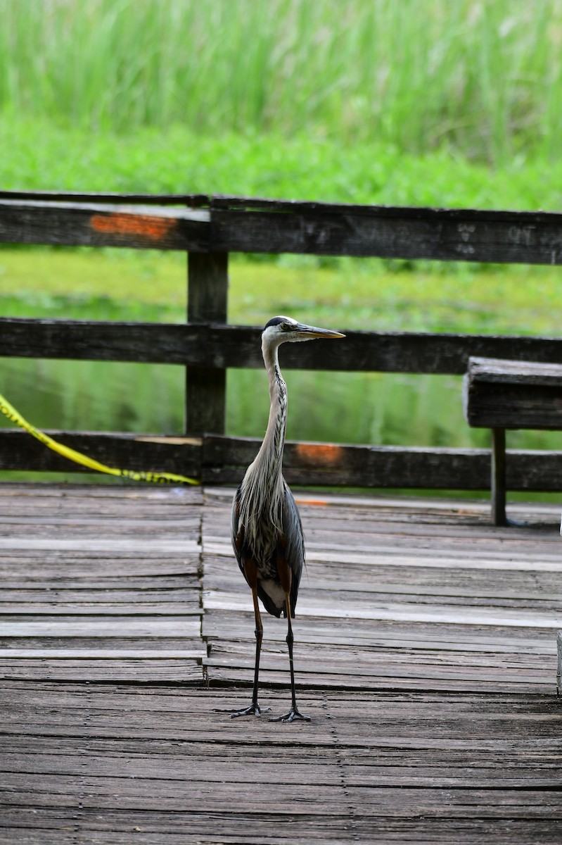 Great Blue Heron - John Becker