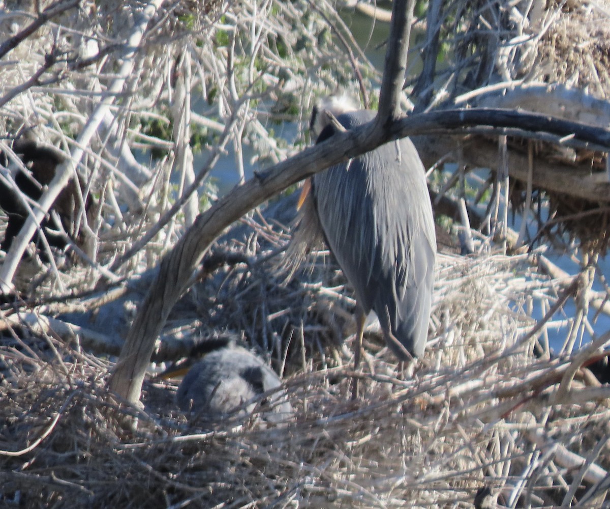 Great Blue Heron - Patricia DiLuzio