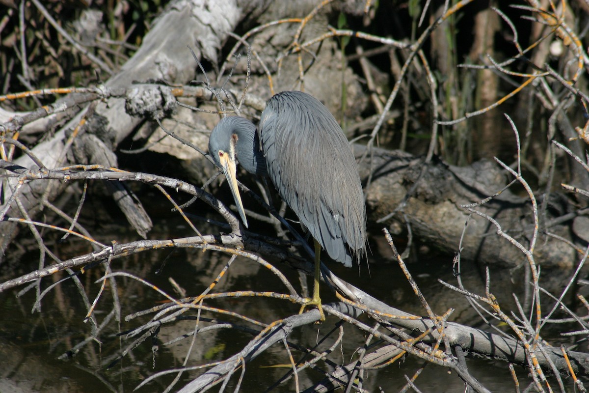 Tricolored Heron - ML619538515