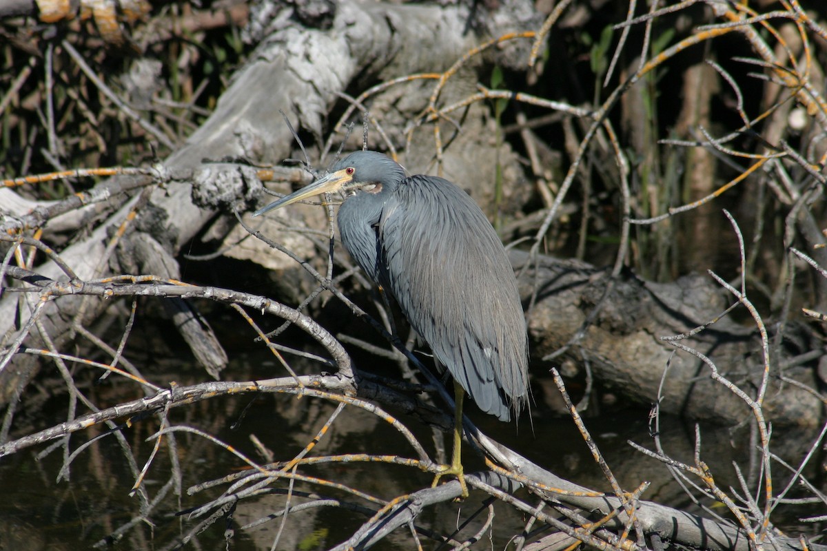 Tricolored Heron - Sylvie Vanier🦩