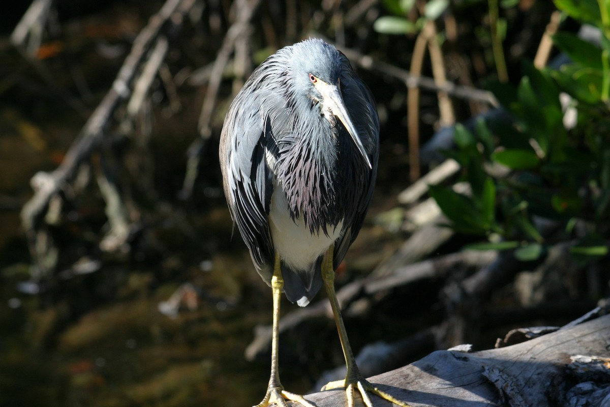 Tricolored Heron - ML619538523