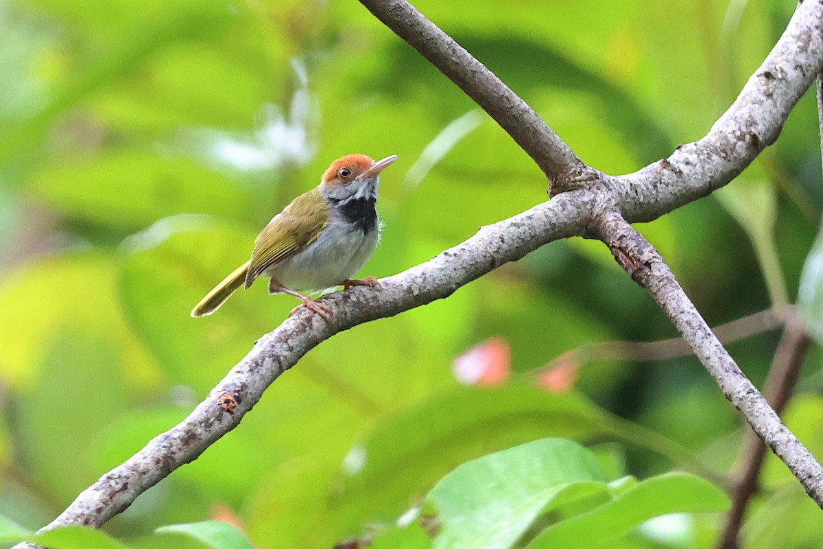 Dark-necked Tailorbird - ML619538524