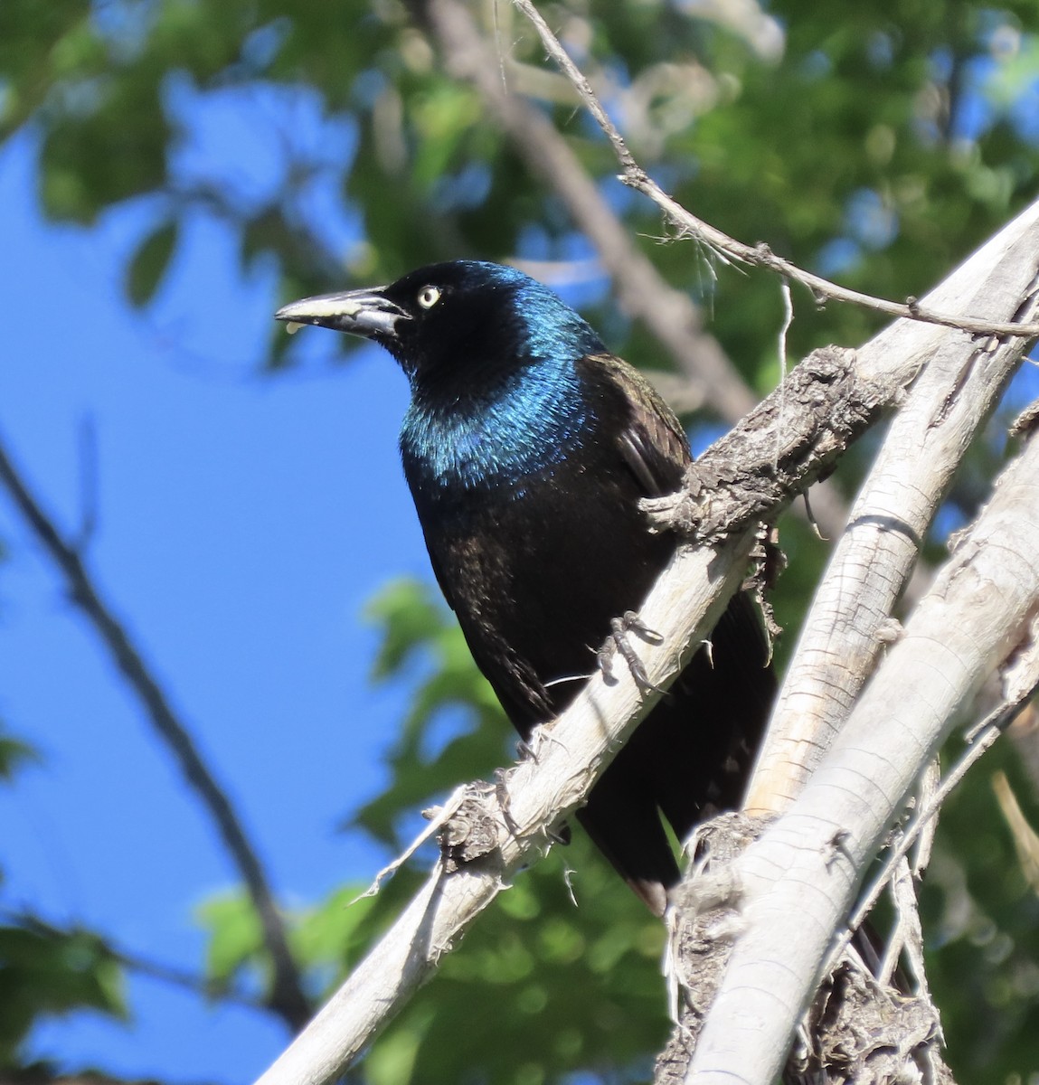 Common Grackle - Patricia DiLuzio