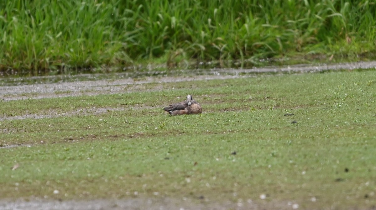 American Wigeon - Ralph Erickson