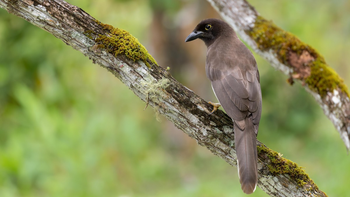 Brown Jay - John Andersen