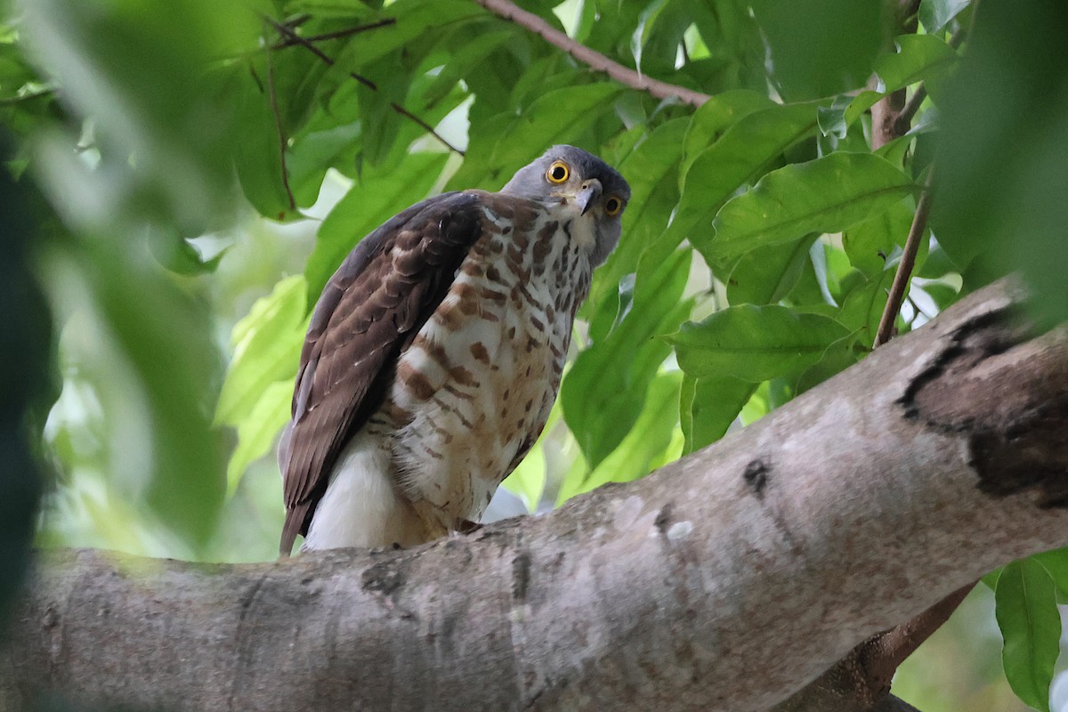 Crested Goshawk - Jeremy Lindsell