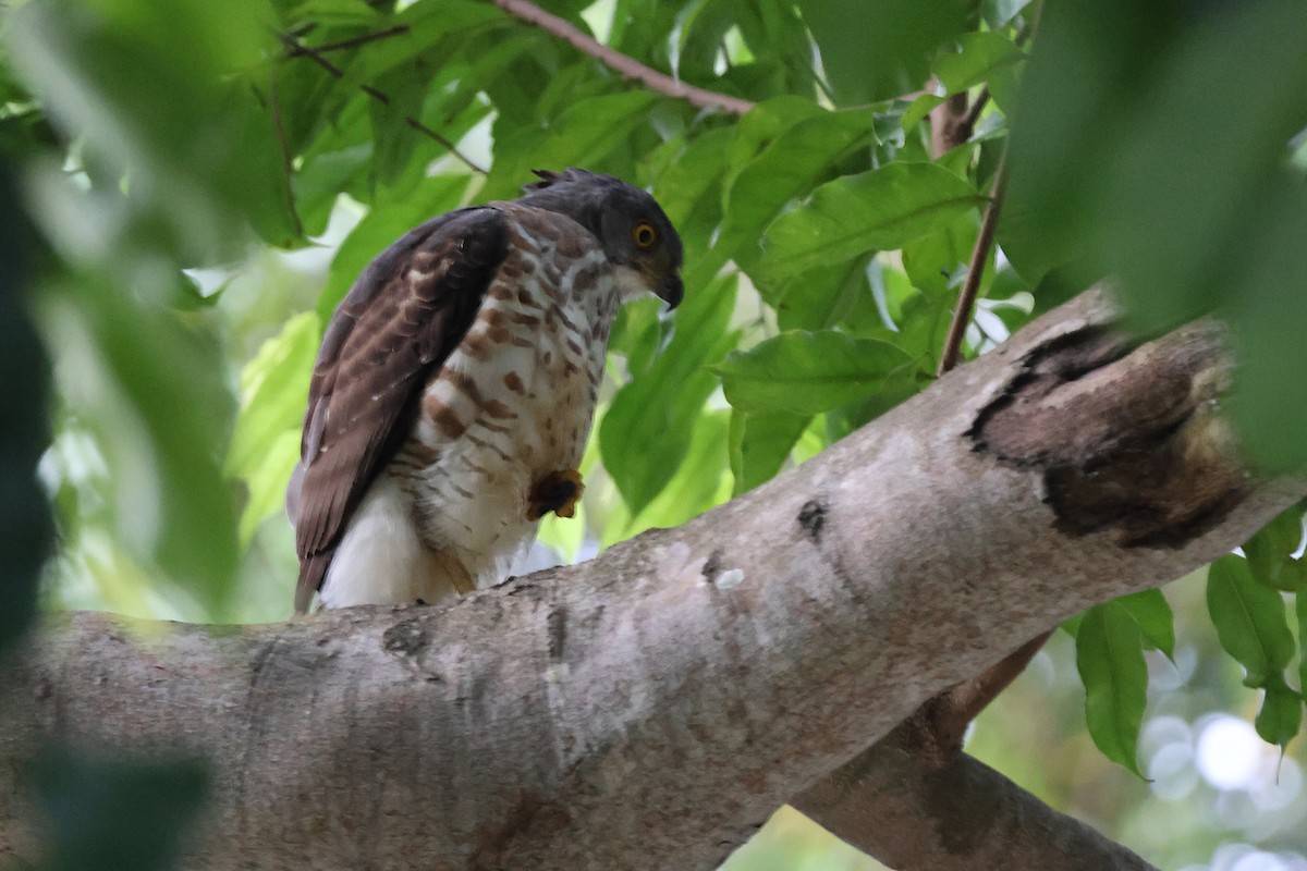 Crested Goshawk - ML619538529