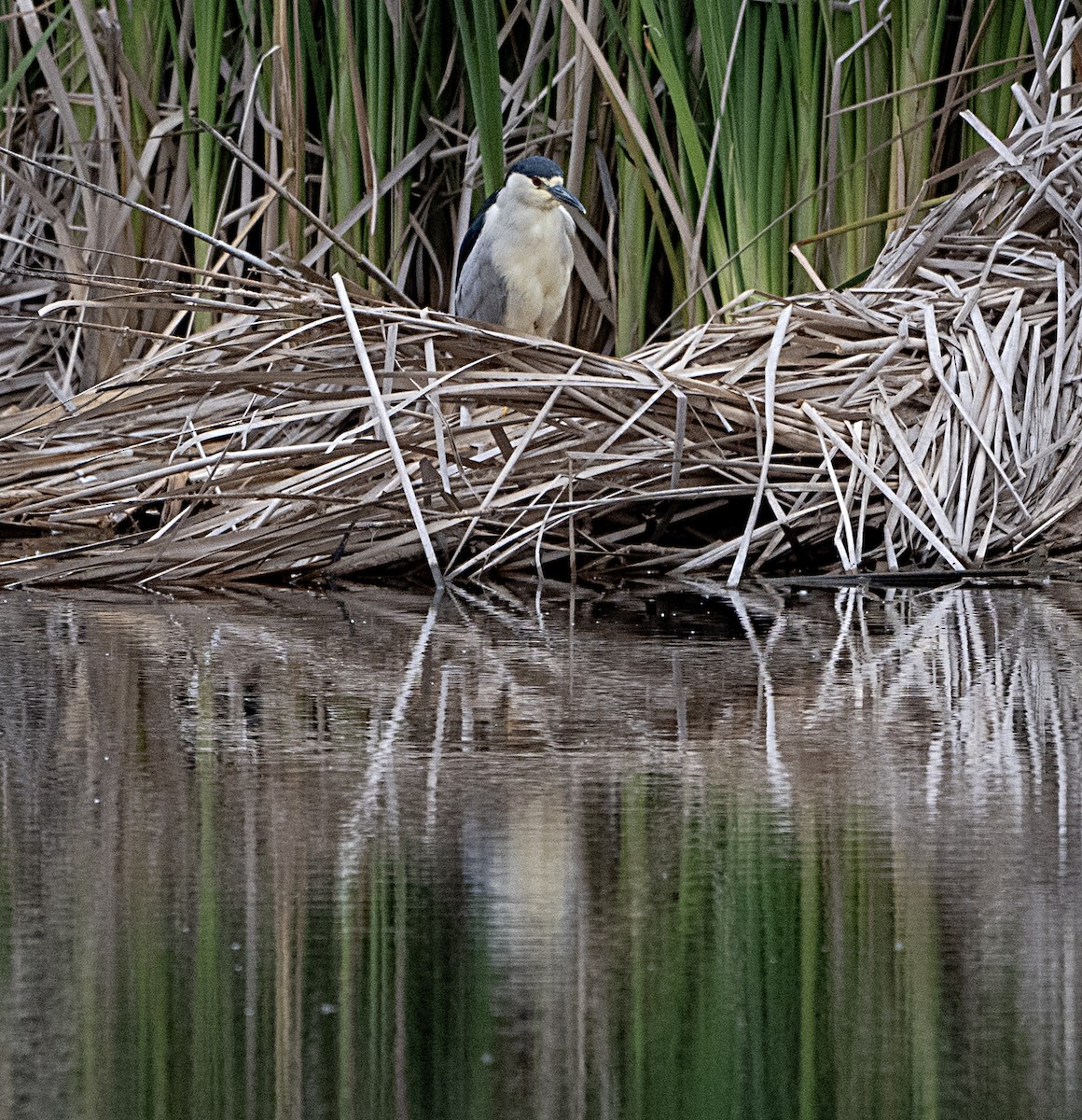 Black-crowned Night Heron - Terry  Hurst