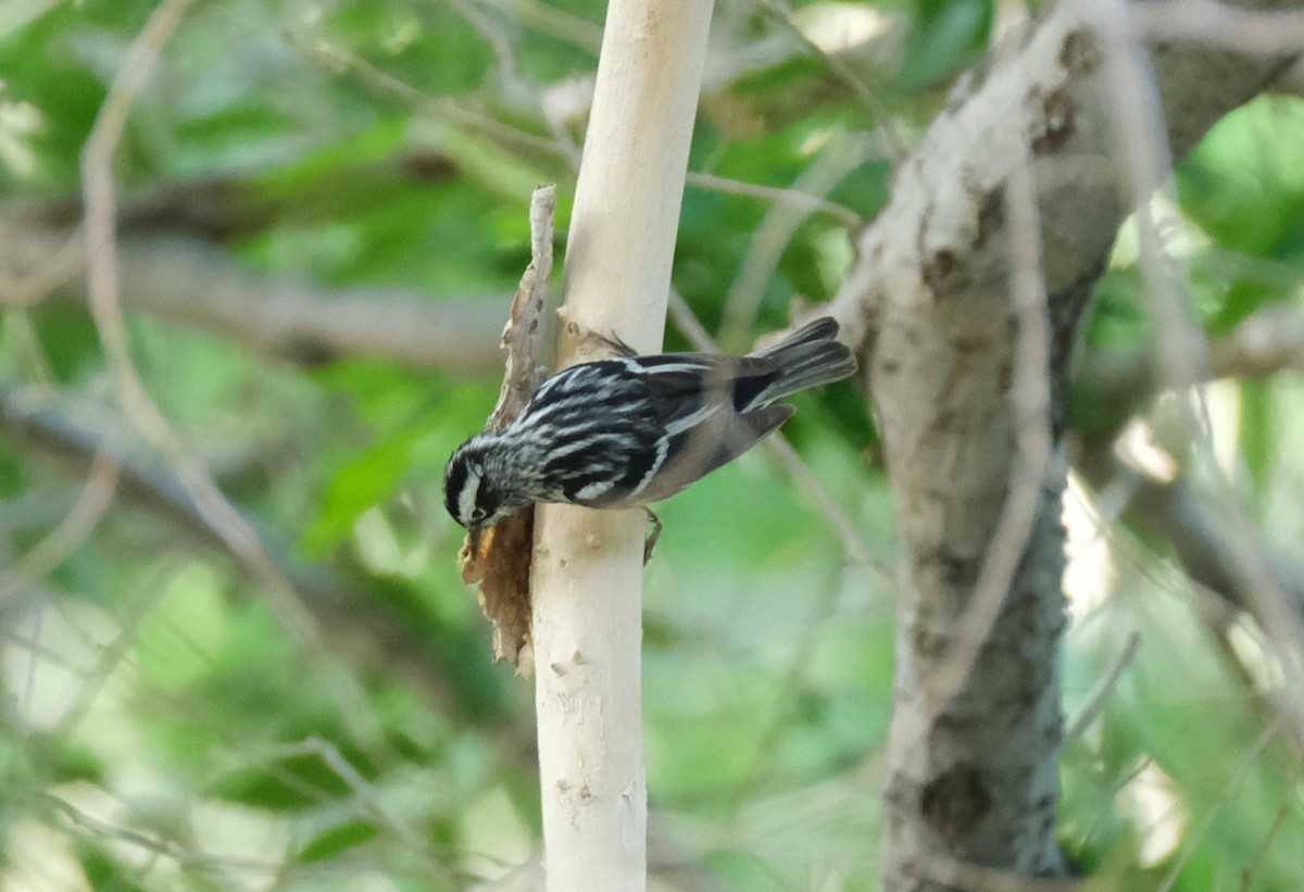 Black-and-white Warbler - ML619538535