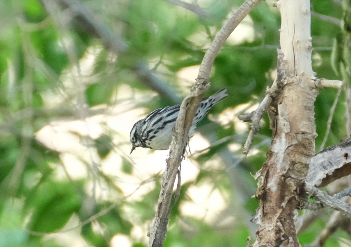 Black-and-white Warbler - ML619538536