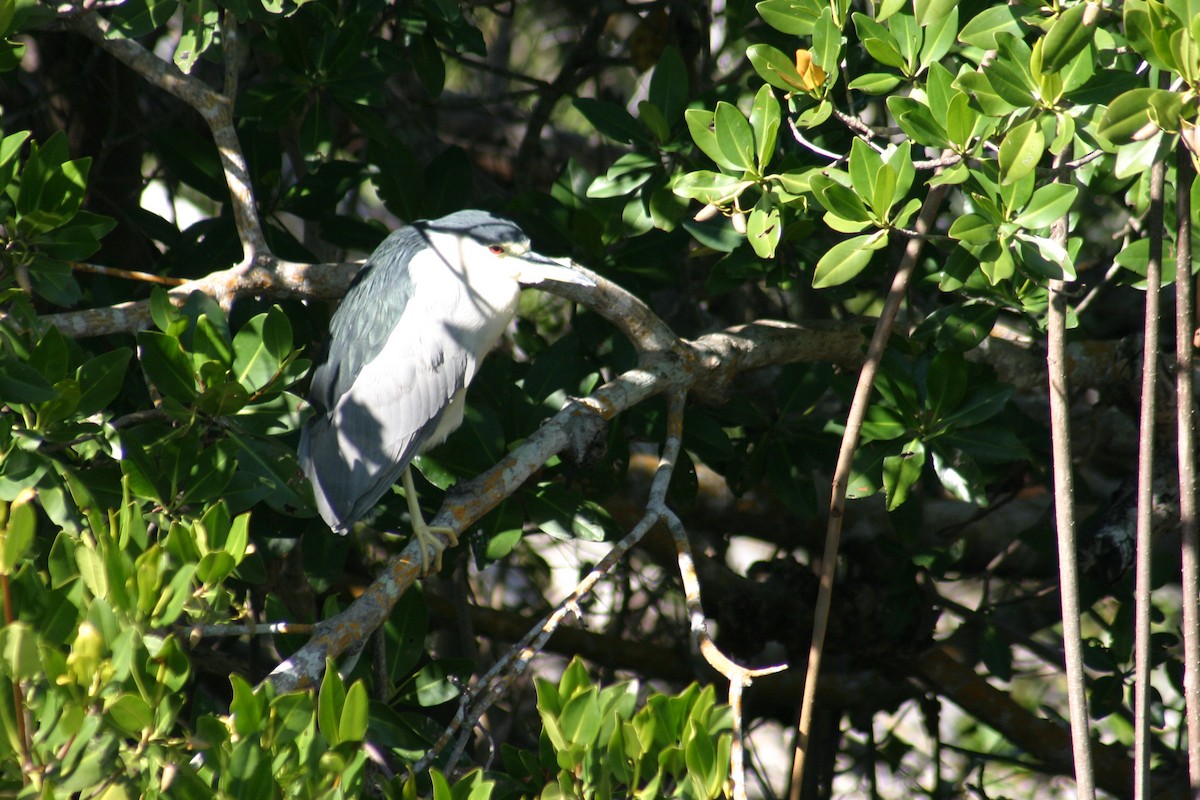 Black-crowned Night Heron - Sylvie Vanier🦩