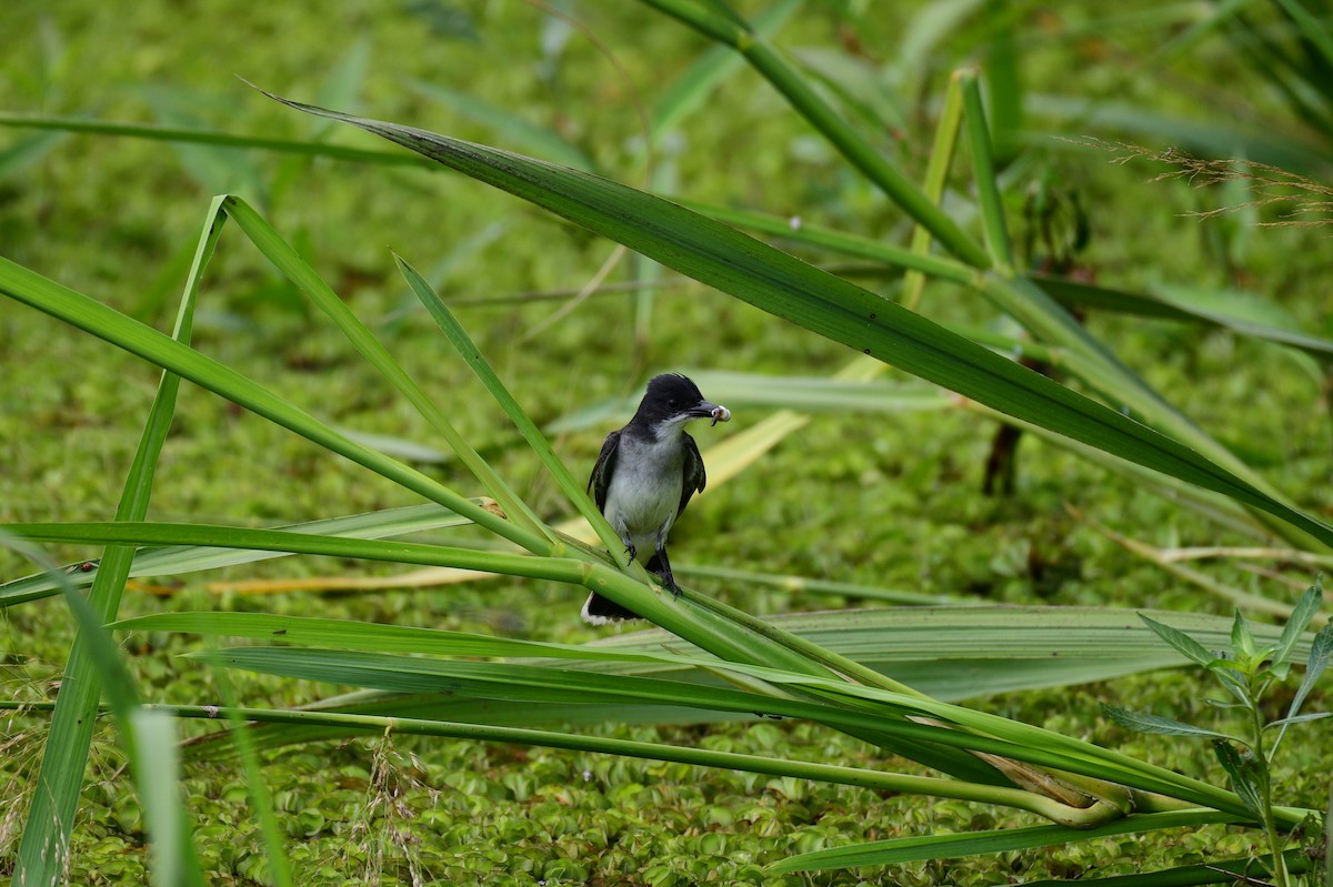 Eastern Kingbird - John Becker