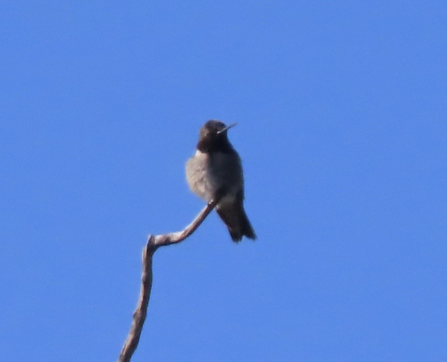 Black-chinned Hummingbird - Patricia DiLuzio