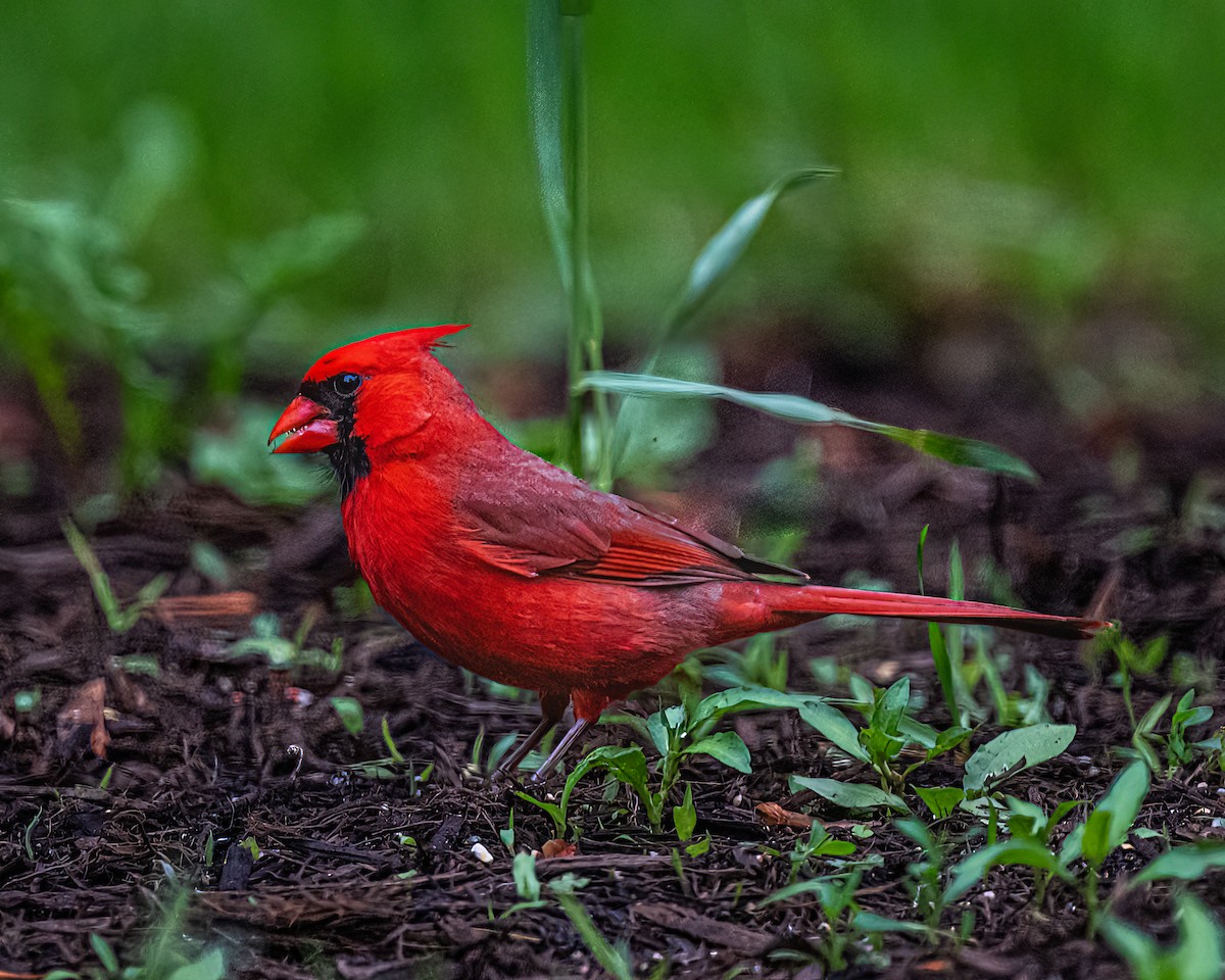 Northern Cardinal - ML619538545