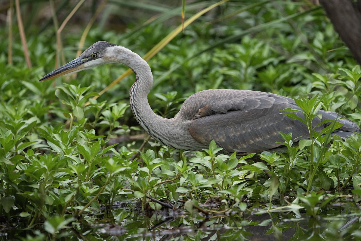 Great Blue Heron - Terry  Hurst