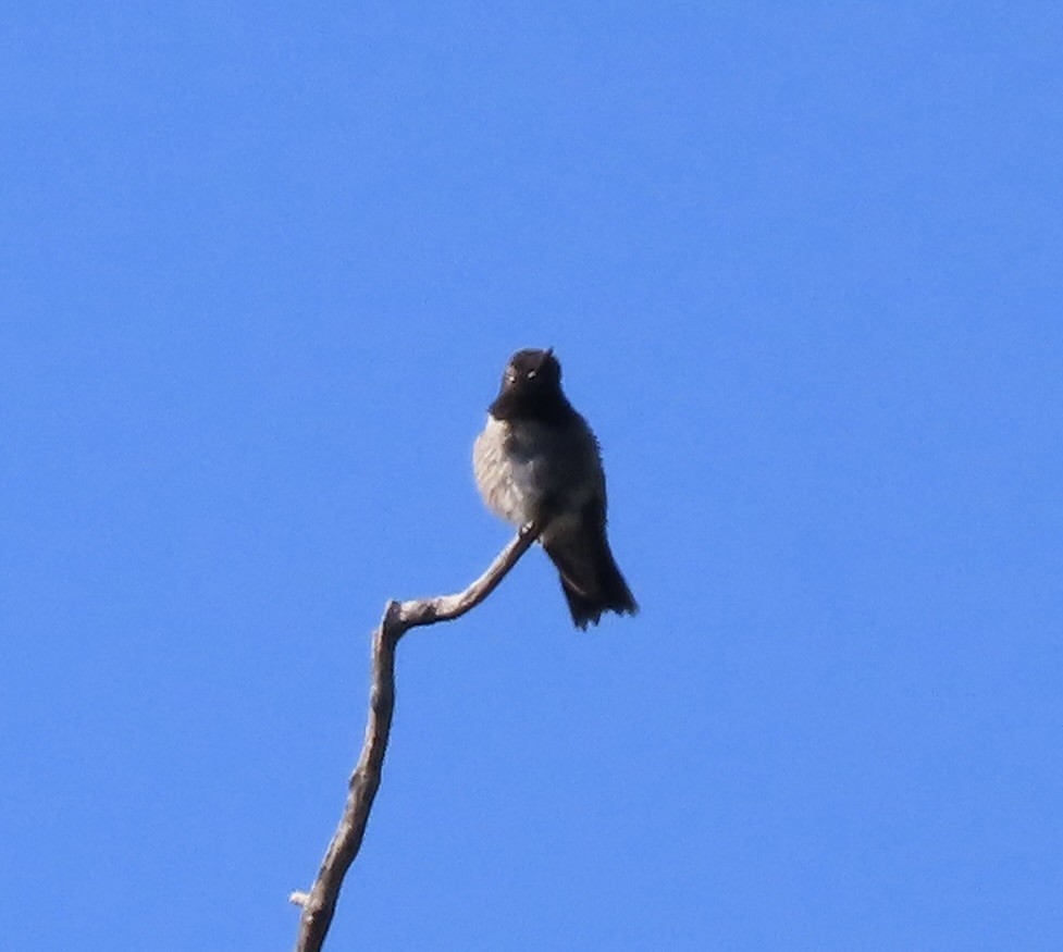 Black-chinned Hummingbird - Patricia DiLuzio