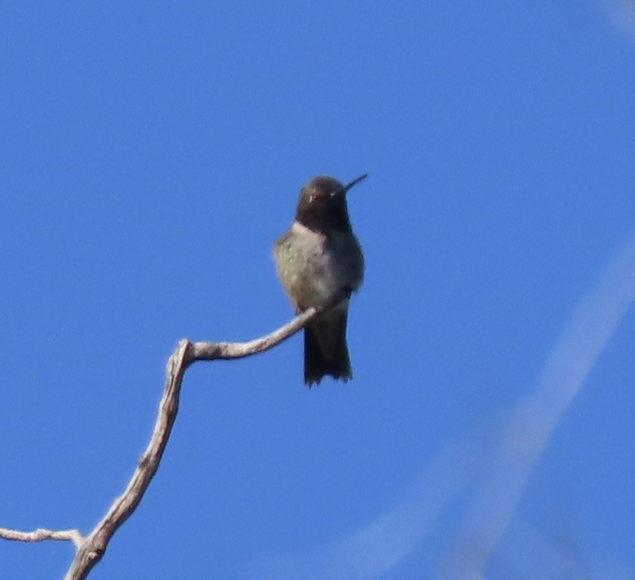 Black-chinned Hummingbird - Patricia DiLuzio