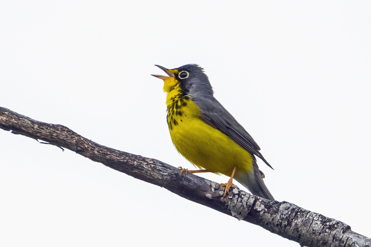 Canada Warbler - Yvon Boulanger