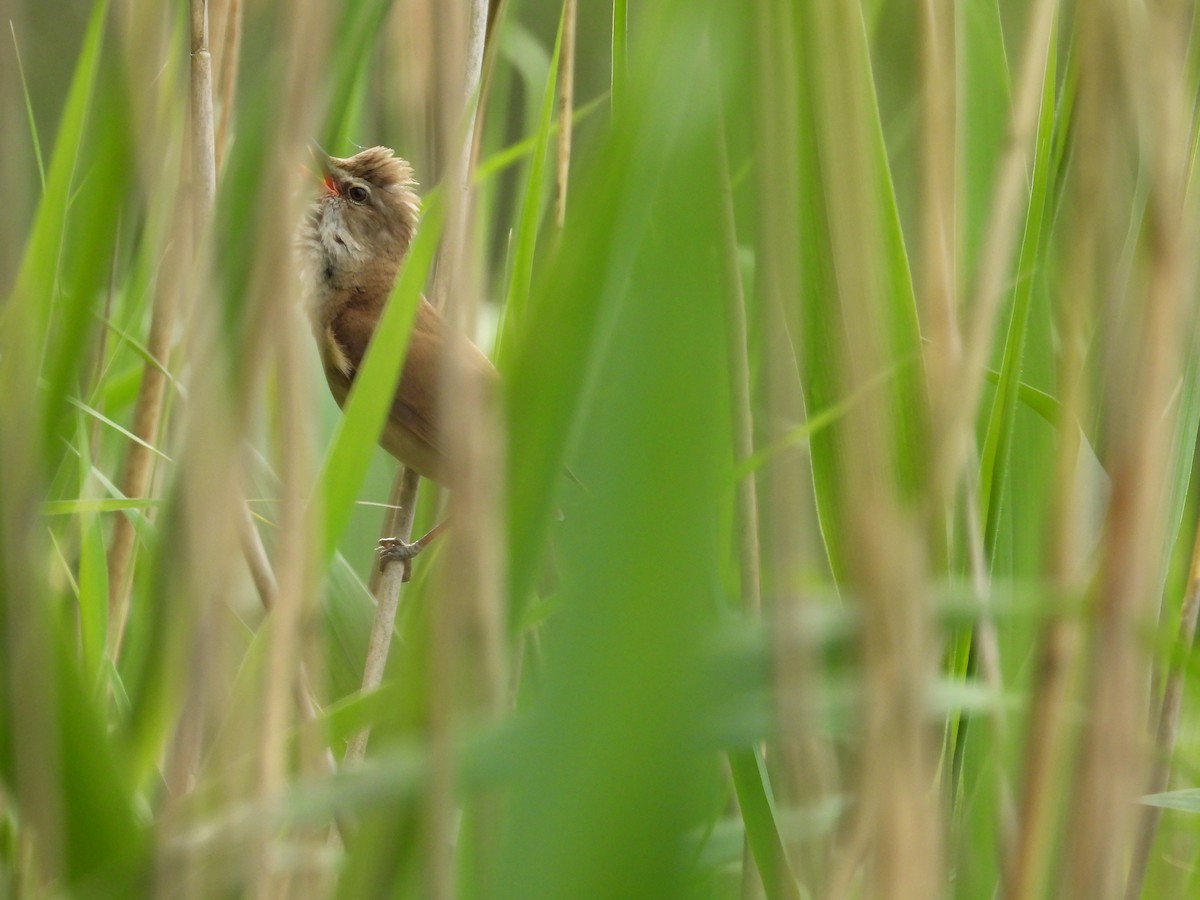 Great Reed Warbler - ML619538554