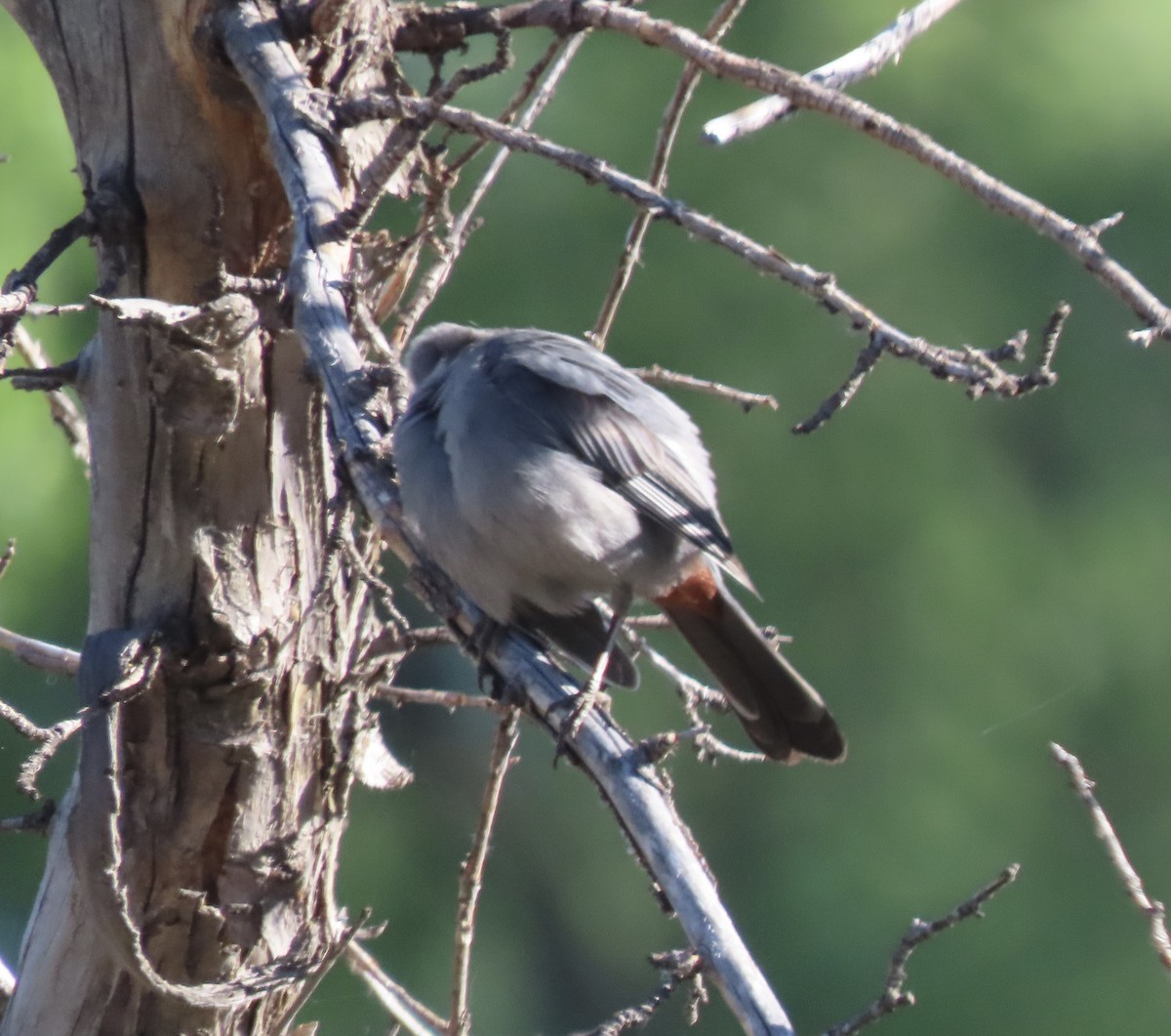 Gray Catbird - Patricia DiLuzio