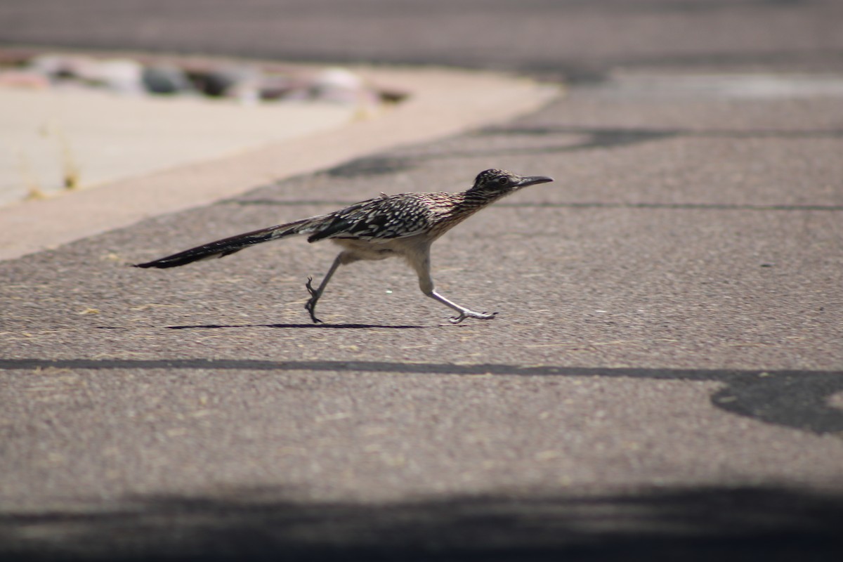 Greater Roadrunner - Joseph Pienovi