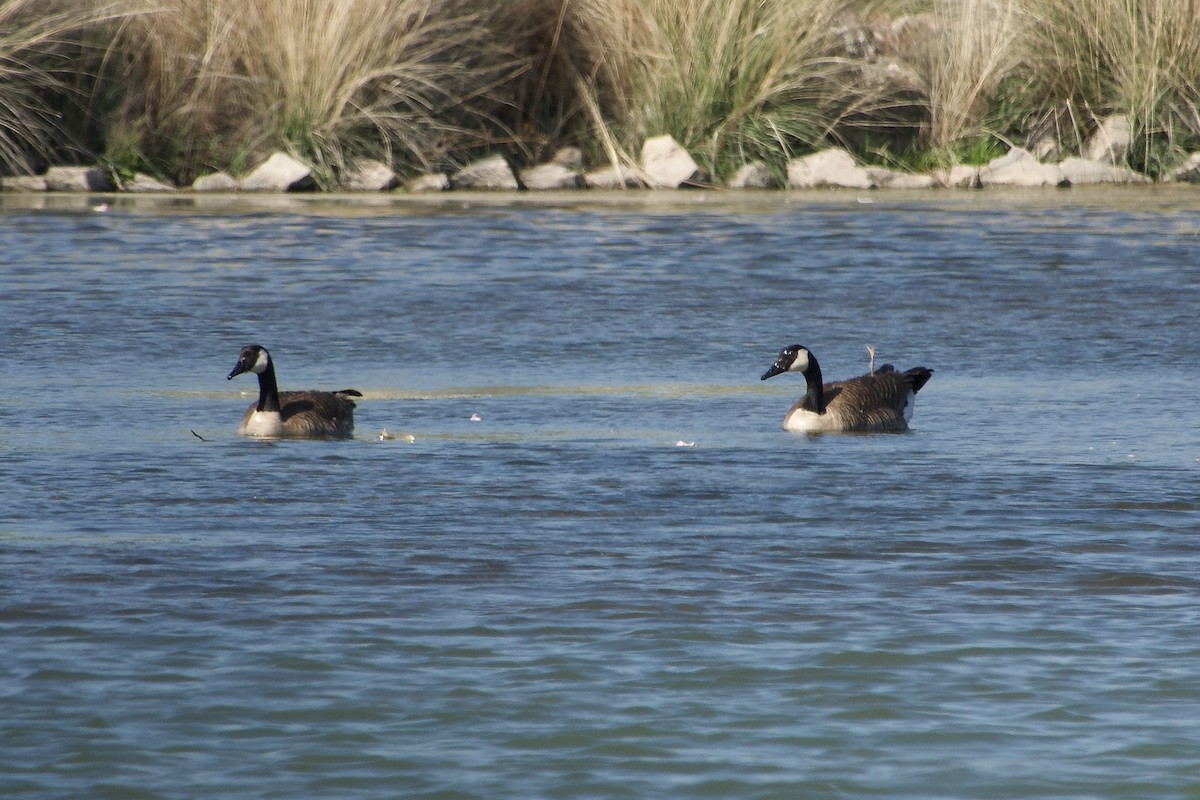 Canada Goose - Craig Robson