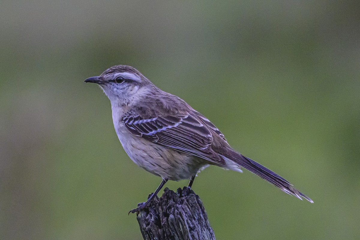 Chalk-browed Mockingbird - Amed Hernández