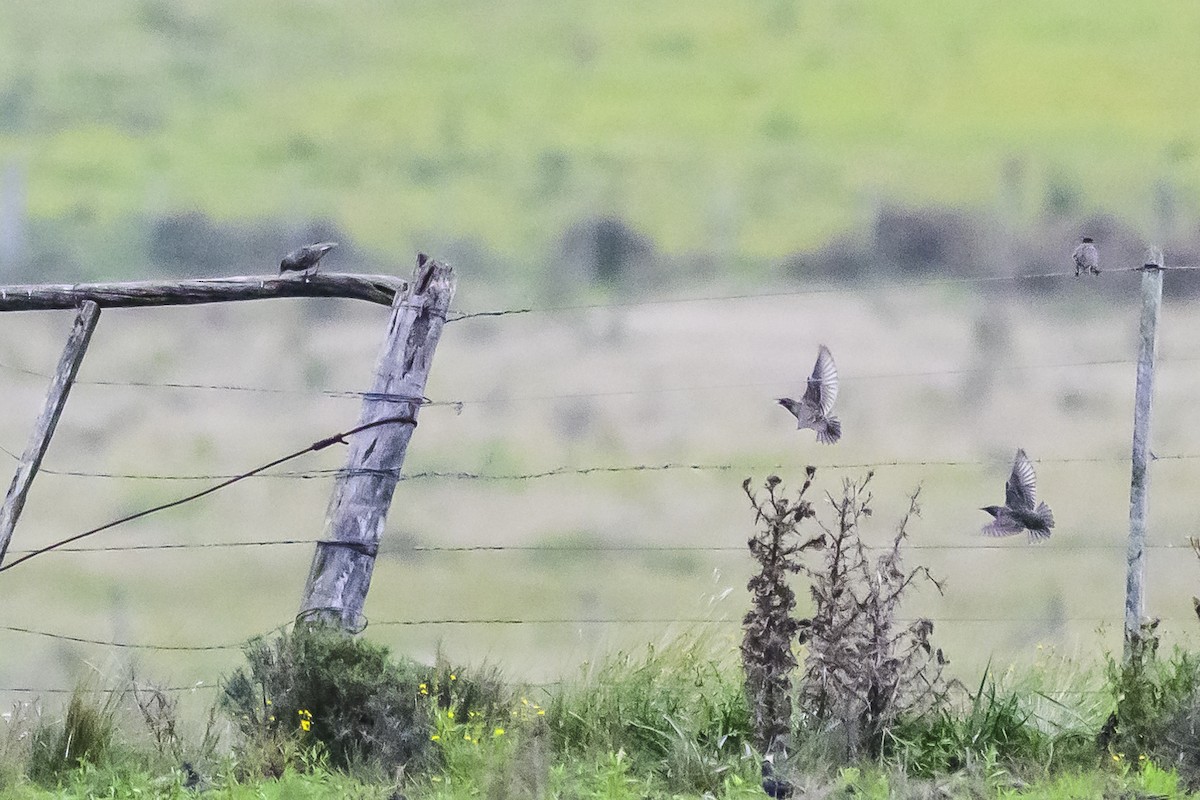 European Starling - Amed Hernández