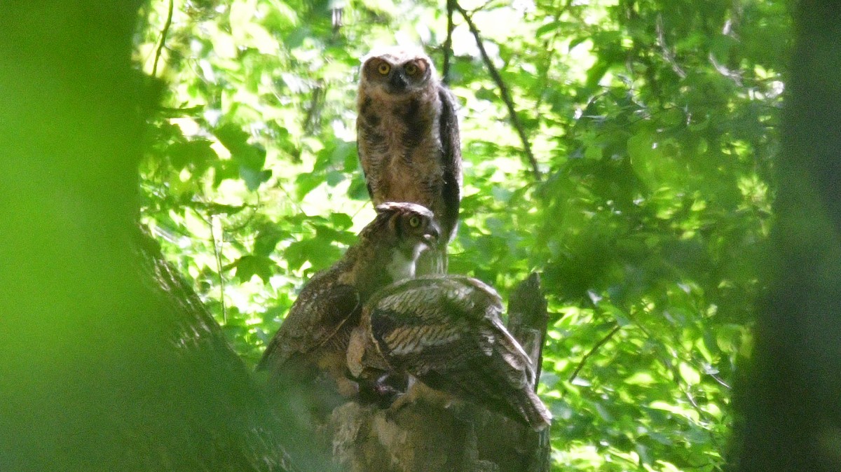 Great Horned Owl - Carl Winstead