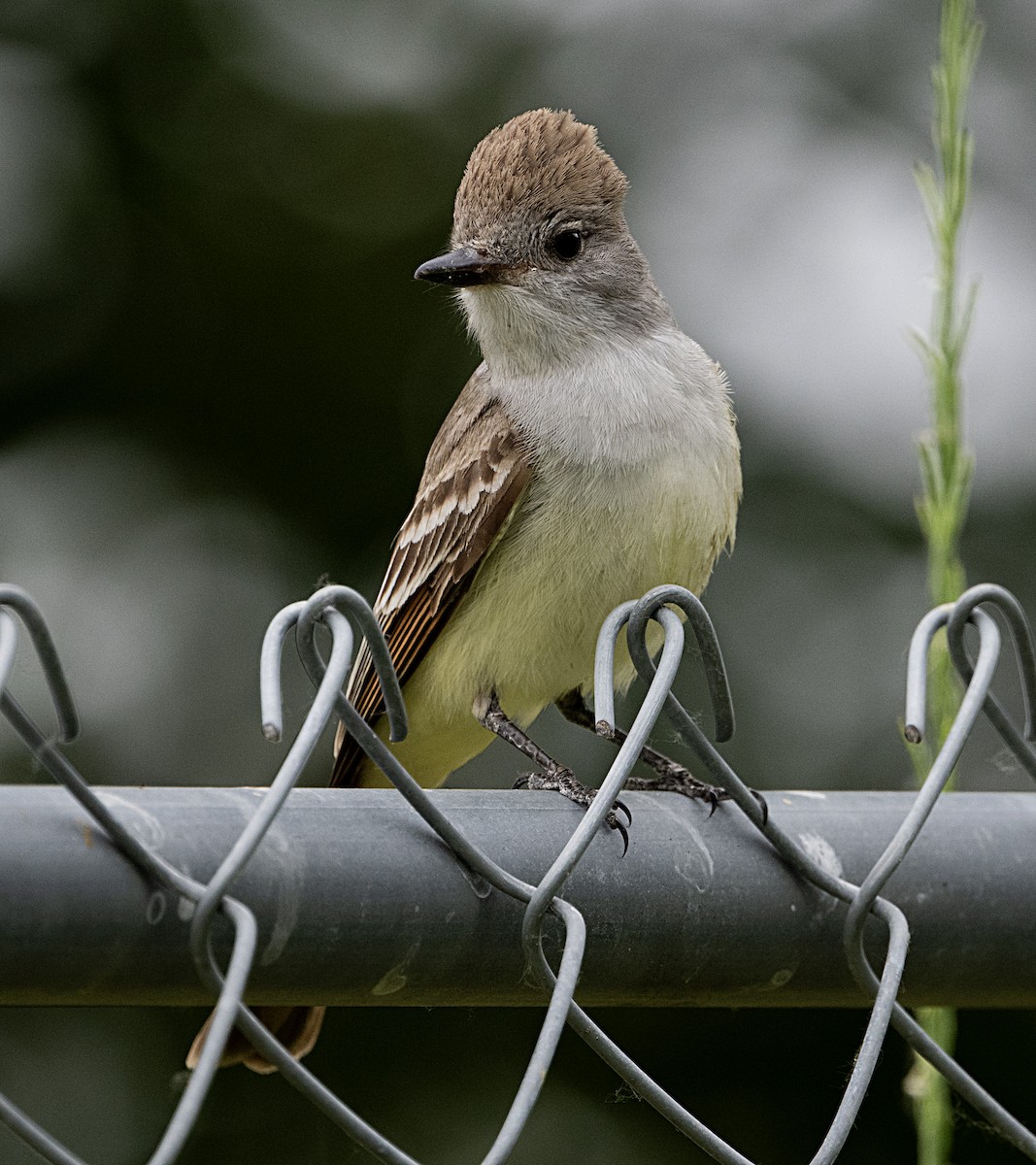 Ash-throated Flycatcher - Terry  Hurst